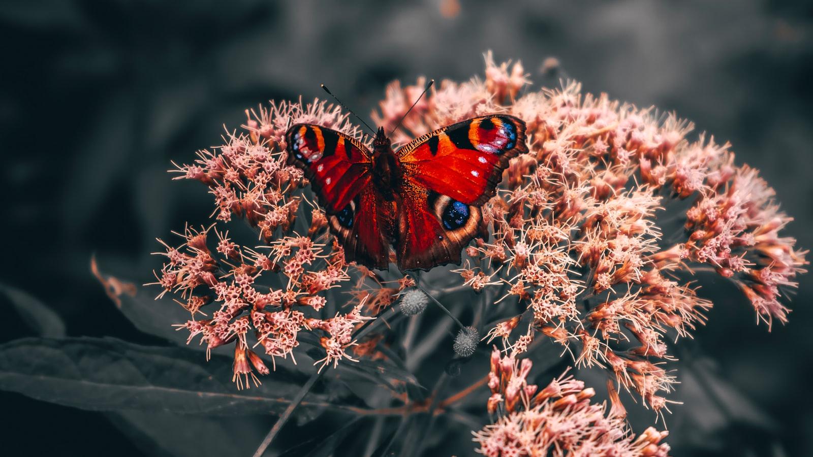 The Butterfly Effect: Understanding the Far-reaching Impact of a Passionate Teacher